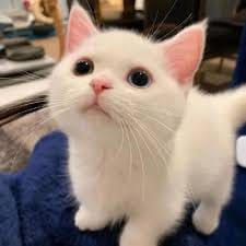 Danish Taimoor profile picture